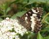 Brintesia circe